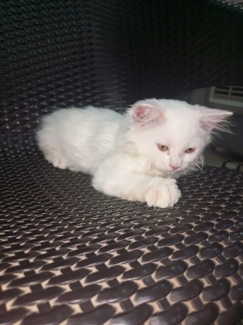 Persian cat for sale — photo 2
