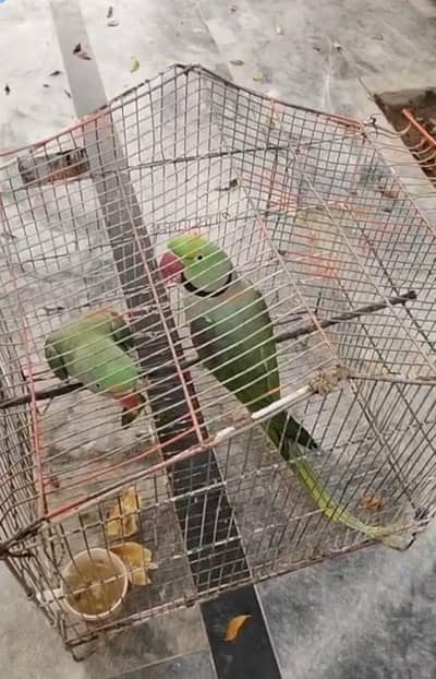 Raw breeder speaking parrot 40k urgent sale