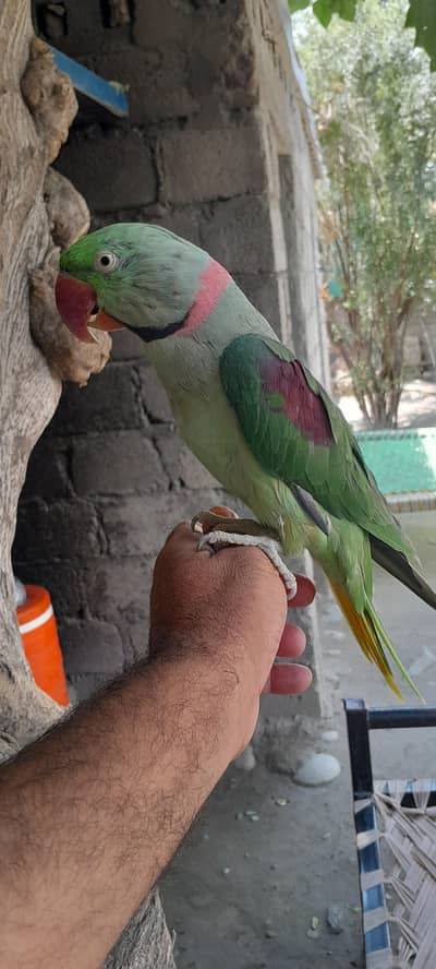 raw parrots handtame fully talking