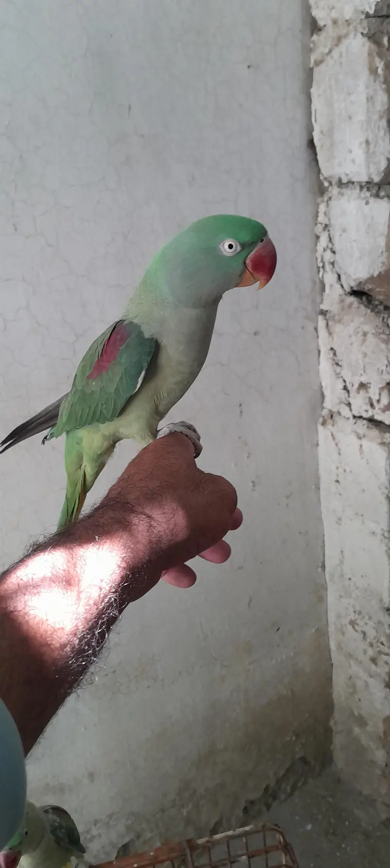 raw parrots handtame fully talking — photo 2