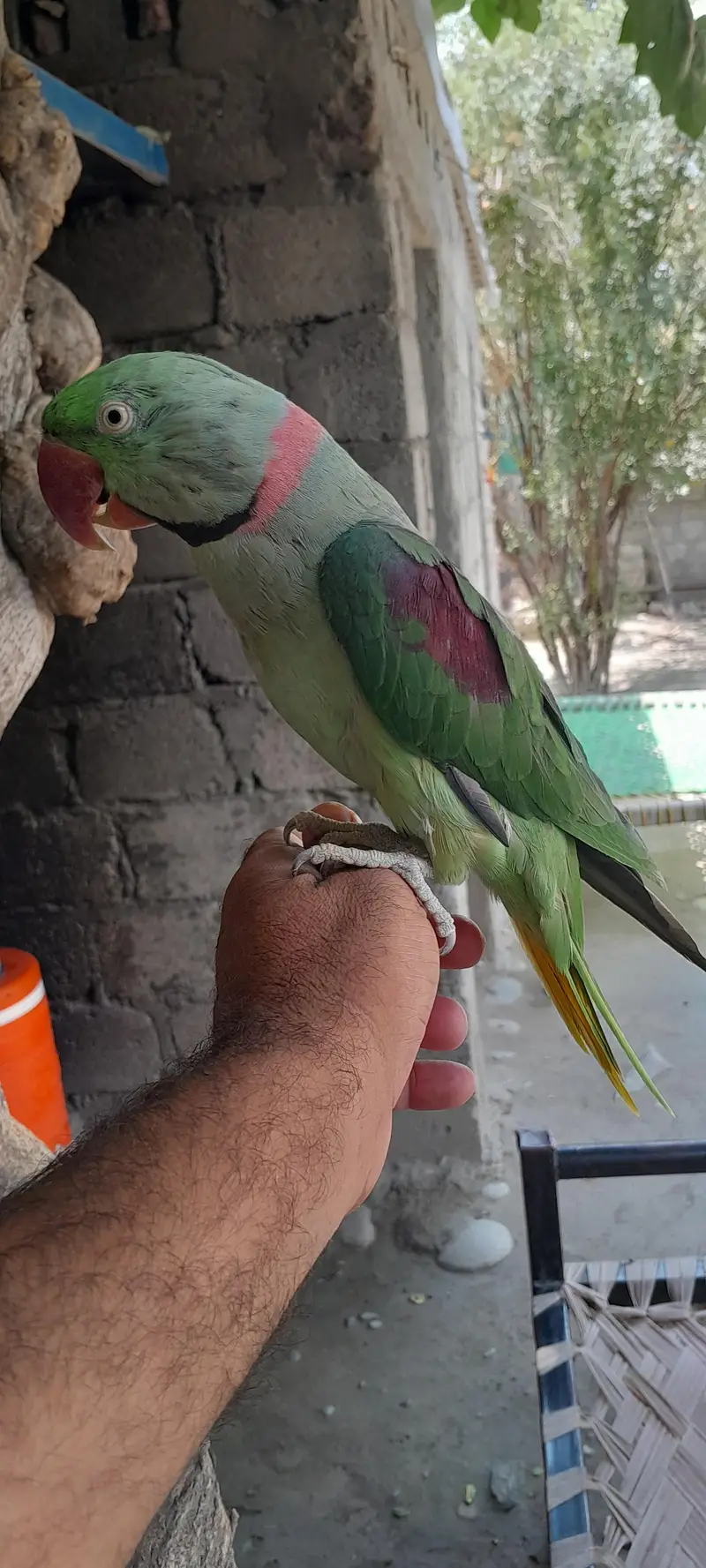 raw parrots handtame fully talking — photo 3