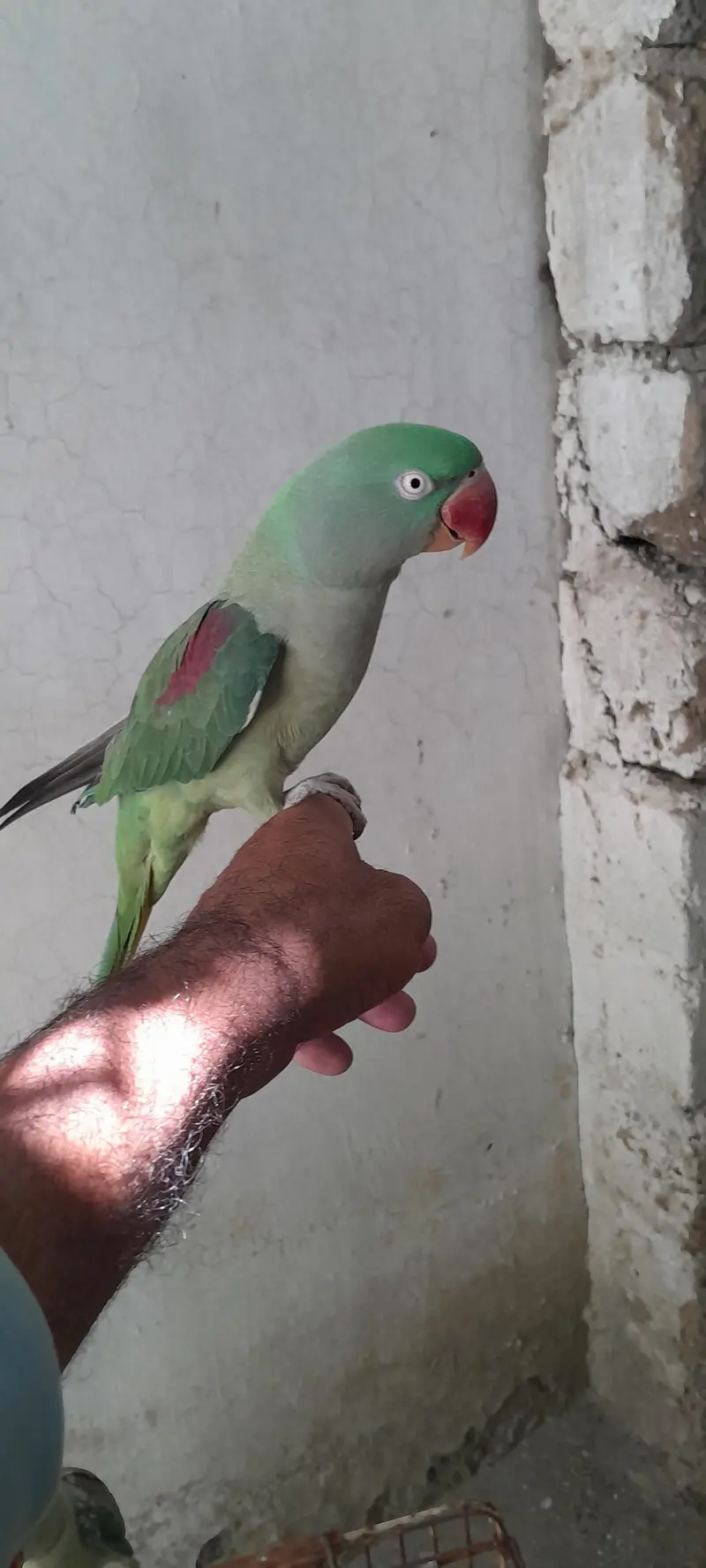 raw parrots handtame fully talking — photo 4