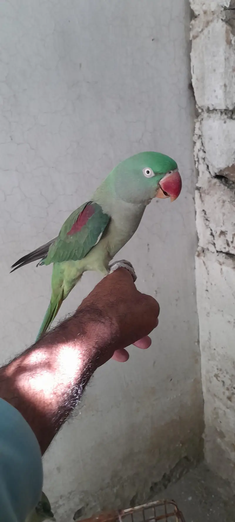 raw parrots handtame fully talking — photo 5