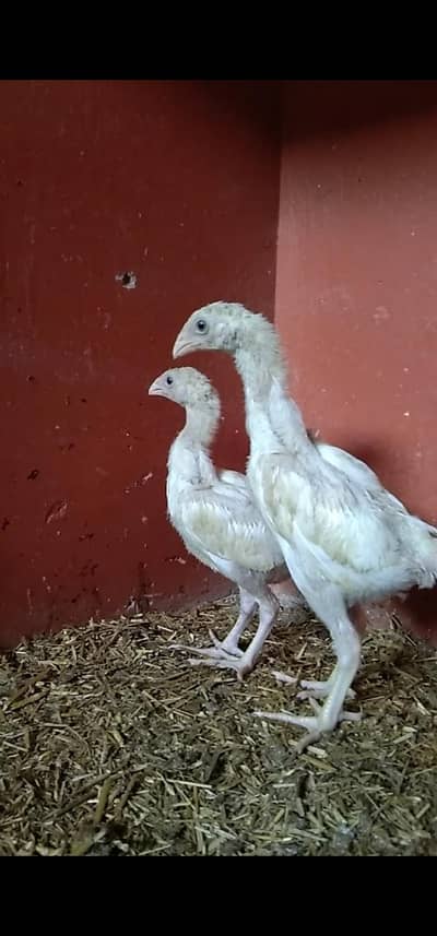 Pure Shamo Chicks & Pattha for Sale