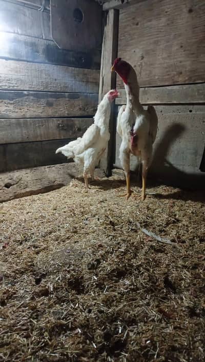 Pure Shamo Chicks & Pattha for Sale