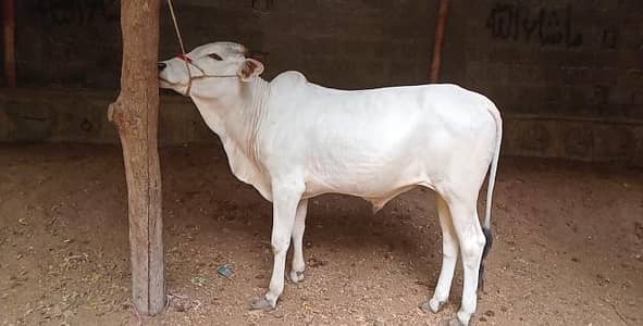 Qurbani 2027 bachra/bachiya for sale