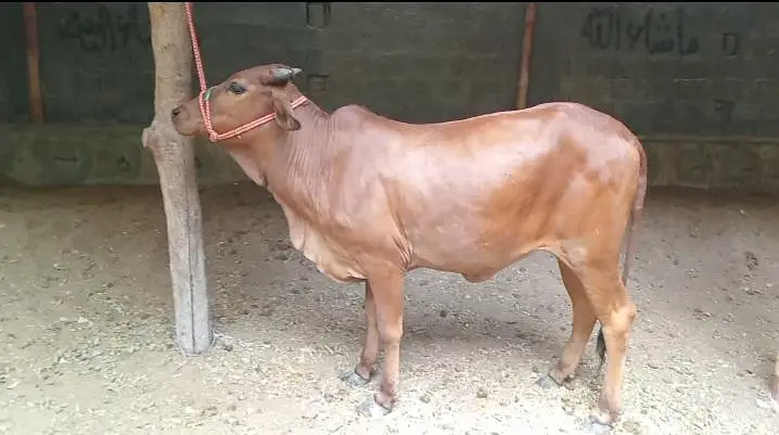 Qurbani 2027 bachra/bachiya for sale — photo 2