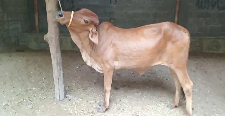 Qurbani 2027 bachra/bachiya for sale — photo 3