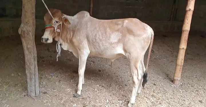 Qurbani 2027 bachra/bachiya for sale — photo 4