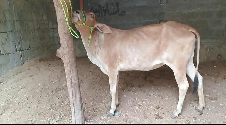 Qurbani 2027 bachra/bachiya for sale — photo 5