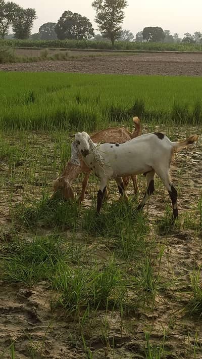 5 goats (2 female 3 male) breeder | bakra | bakri