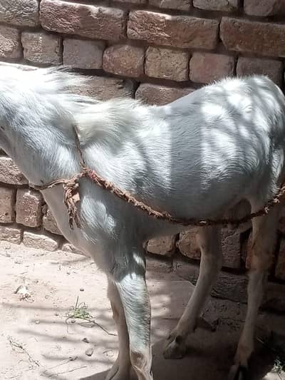 2dant ka Teedy Bakra For Sale
