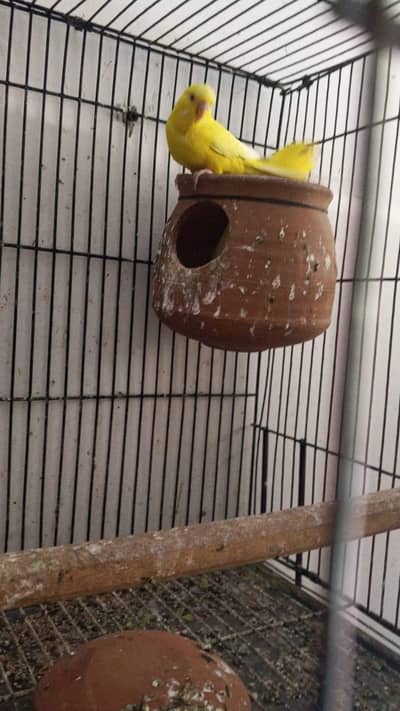 setup Australian love birds cocktail breeder pair for sale full setup