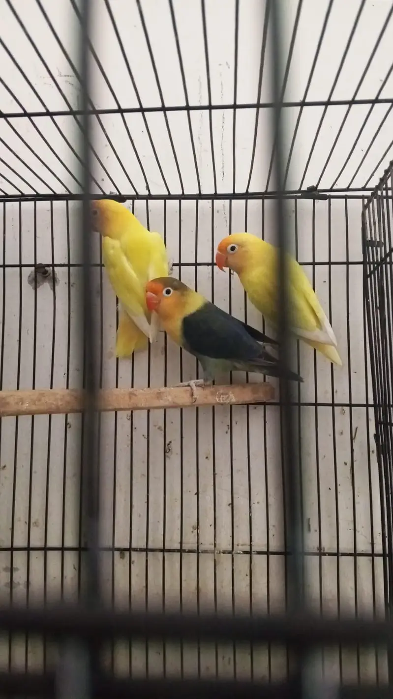 setup Australian love birds cocktail breeder pair for sale full setup — photo 2