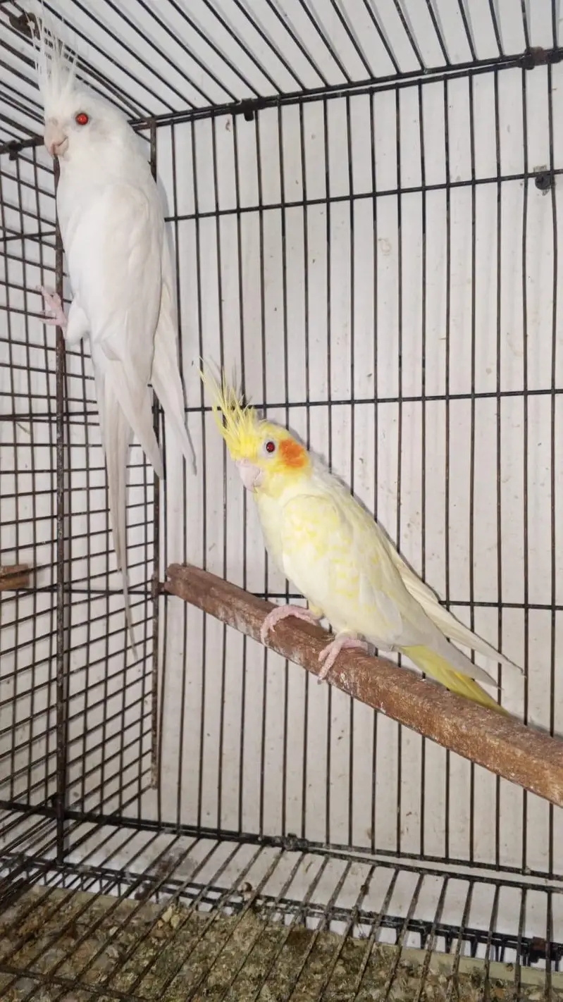 setup Australian love birds cocktail breeder pair for sale full setup — photo 3