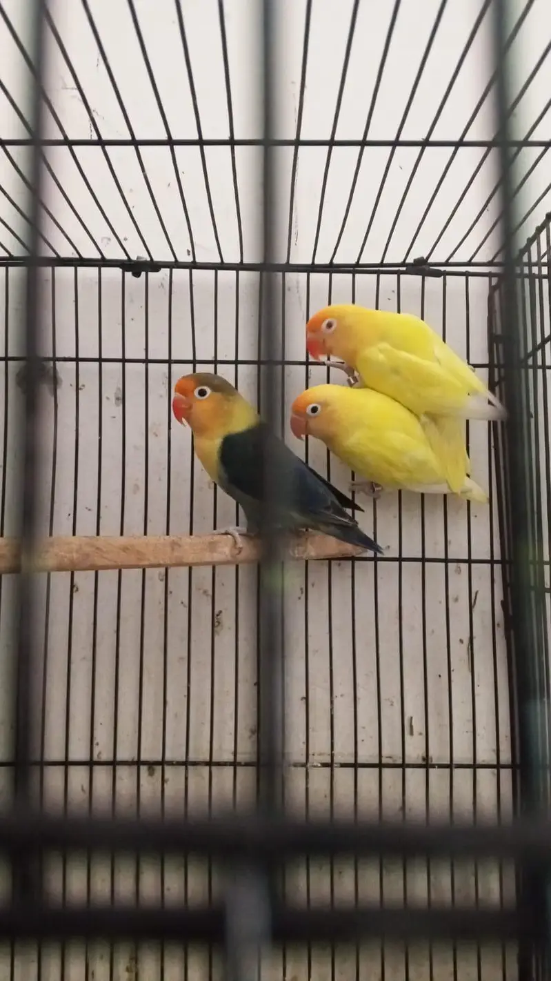 setup Australian love birds cocktail breeder pair for sale full setup — photo 4