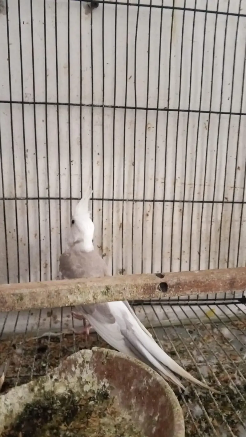 setup Australian love birds cocktail breeder pair for sale full setup — photo 5
