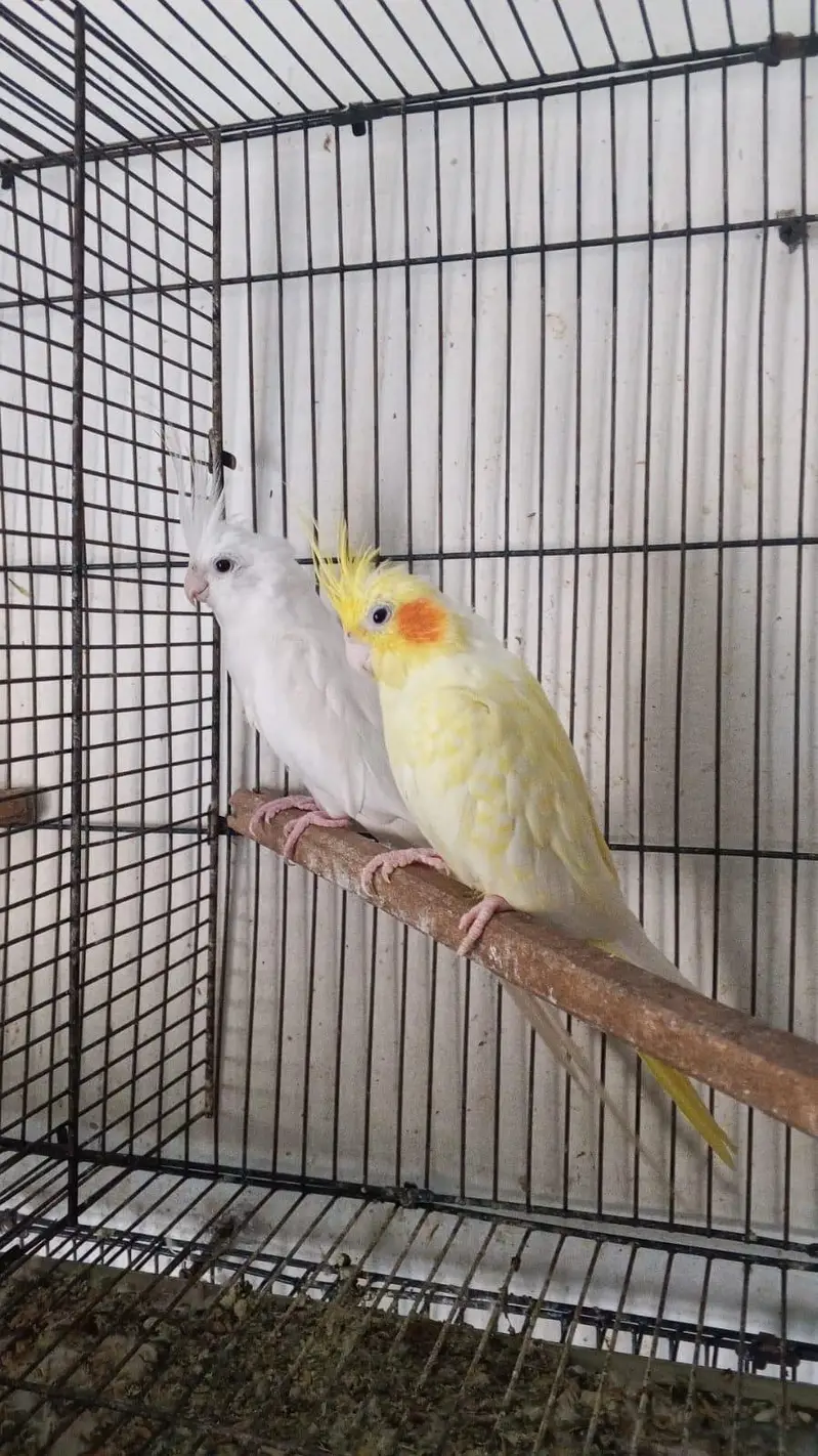 setup Australian love birds cocktail breeder pair for sale full setup — photo 6