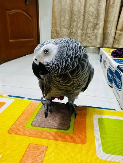 African Grey Female Parrot for SALE
