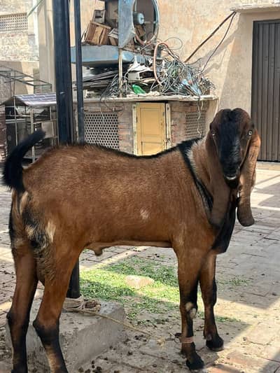 Pure nagra beetal 2 dant age 15 months 41 inch height