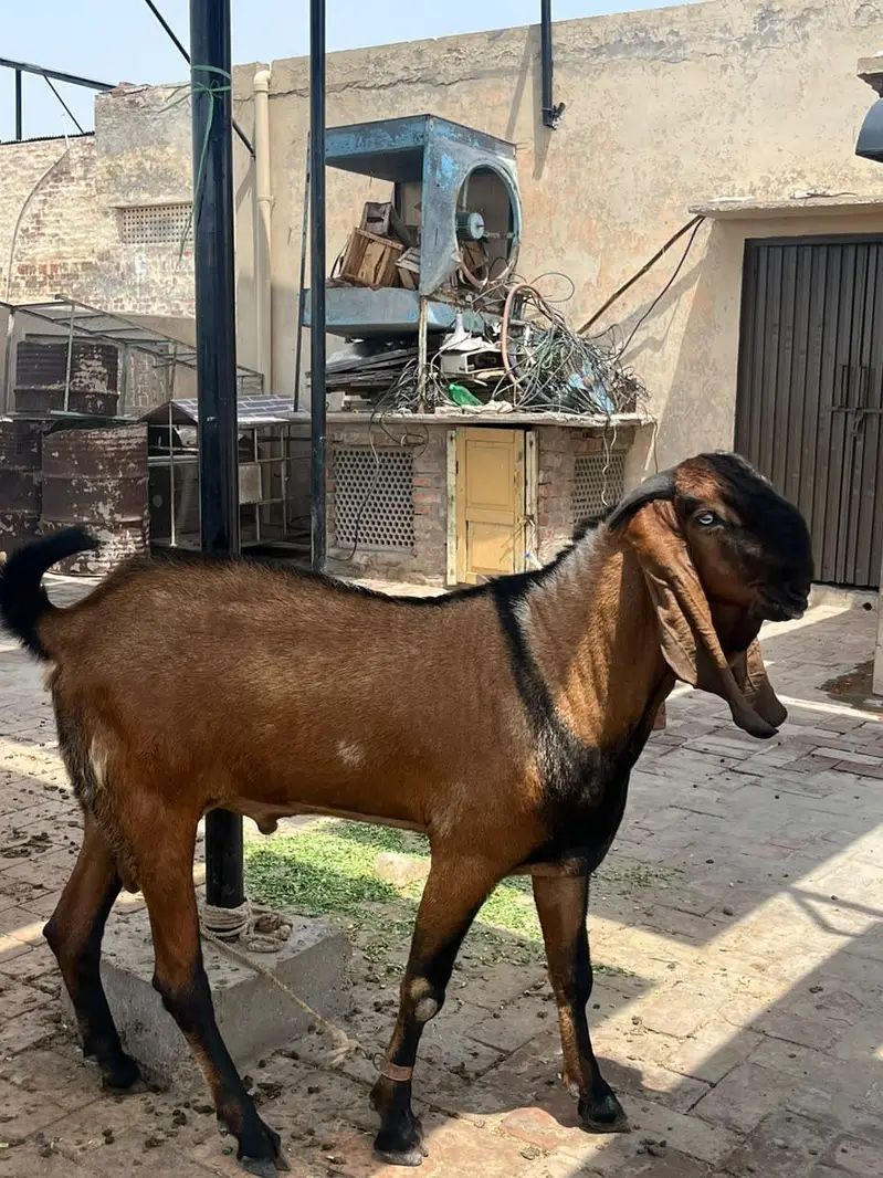 Pure nagra beetal 2 dant age 15 months 41 inch height — photo 7