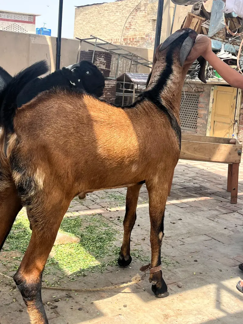 Pure nagra beetal 2 dant age 15 months 41 inch height — photo 10