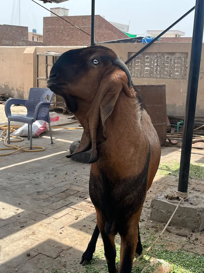 Pure nagra beetal 2 dant age 15 months 41 inch height — photo 11