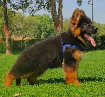 German Shepherd Puppy for Sale – Healthy & Active