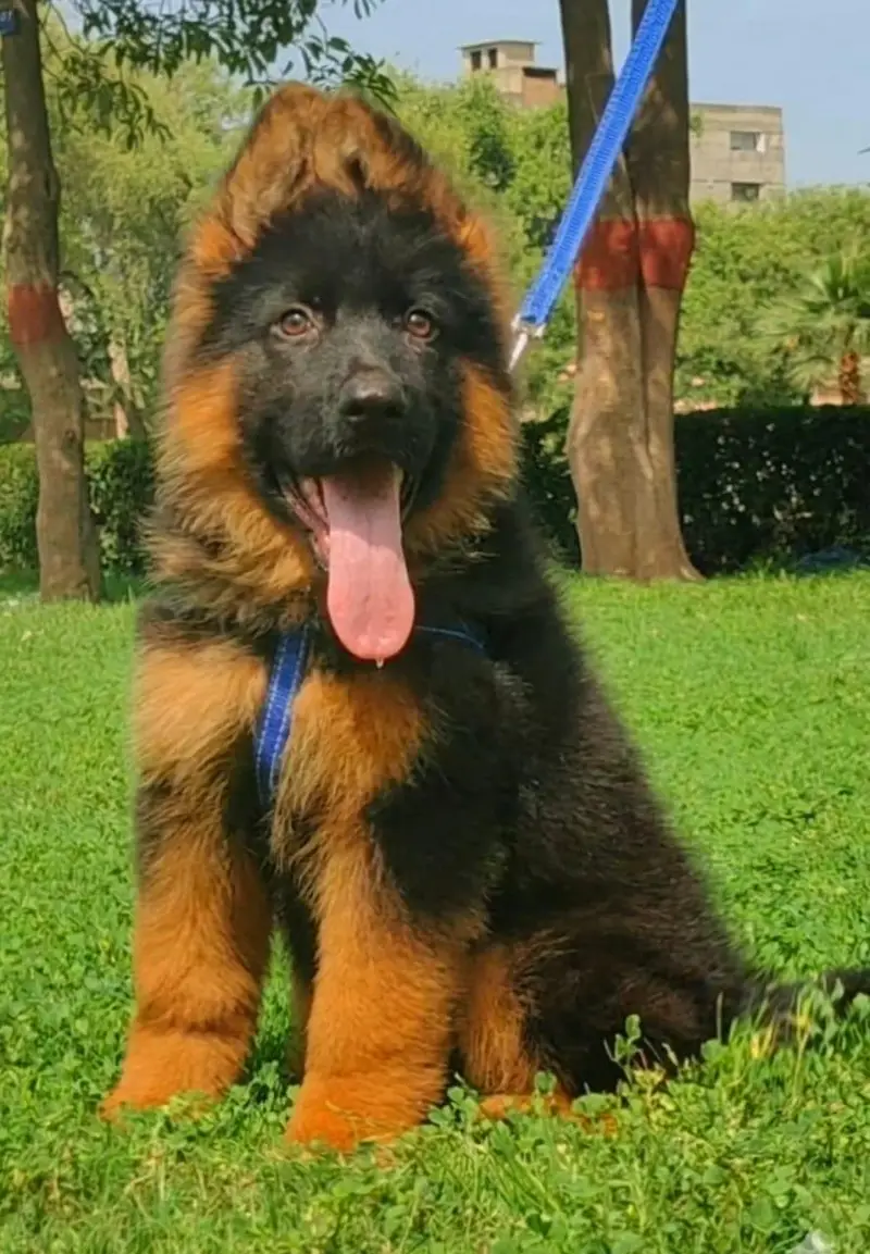 German Shepherd Puppy for Sale – Healthy & Active — photo 2
