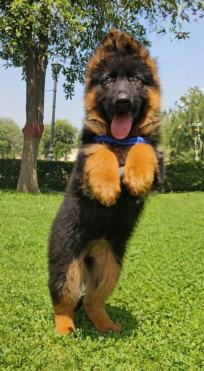 German Shepherd Puppy for Sale – Healthy & Active — photo 4