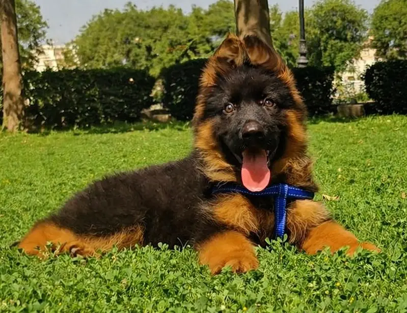 German Shepherd Puppy for Sale – Healthy & Active — photo 5
