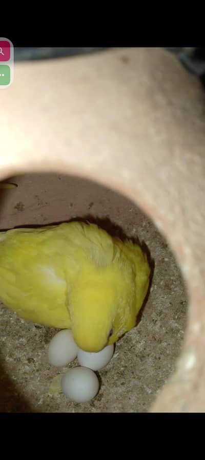 red eyes breeder pairs and random pieces