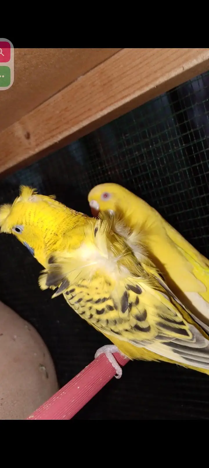 red eyes breeder pairs and random pieces — photo 4