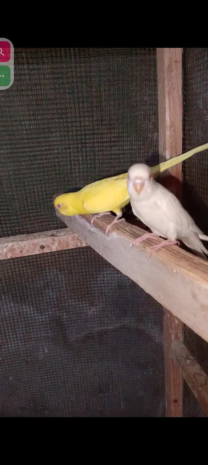 red eyes breeder pairs and random pieces — photo 6