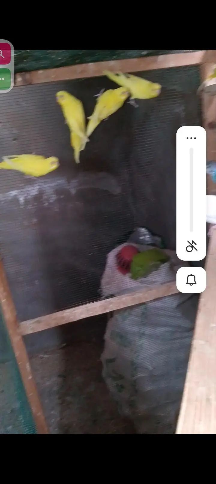 red eyes breeder pairs and random pieces — photo 8