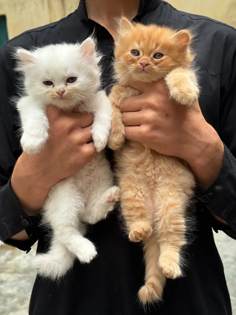 Persian kittens — photo 3