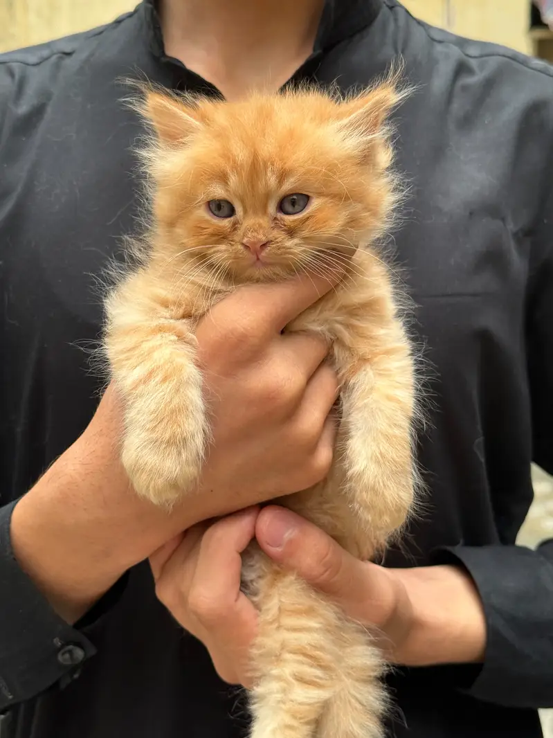 Persian kittens — photo 4