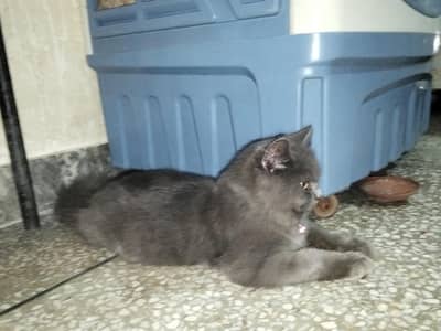 Persian cat