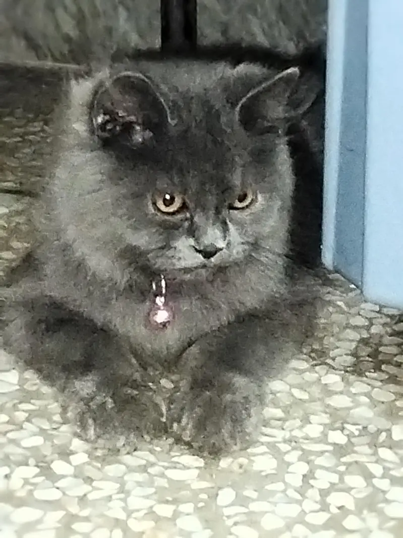 Persian cat — photo 2