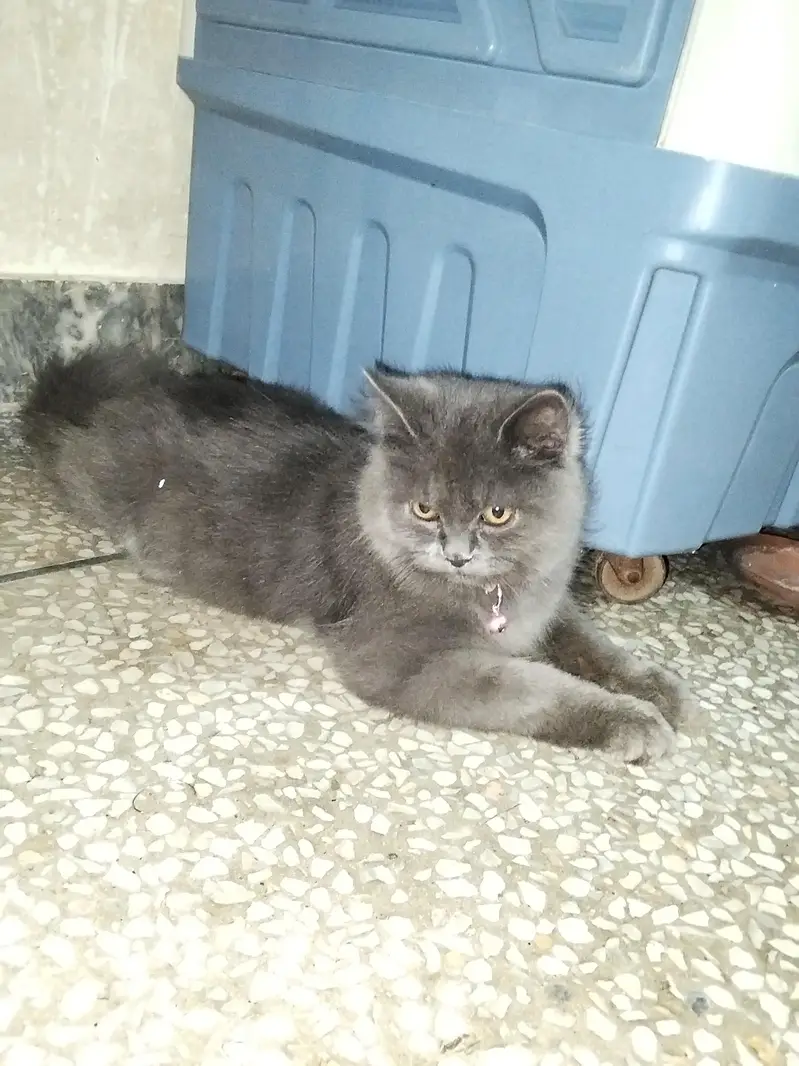 Persian cat — photo 3