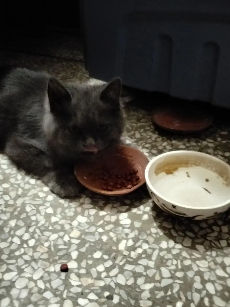 Persian cat — photo 4
