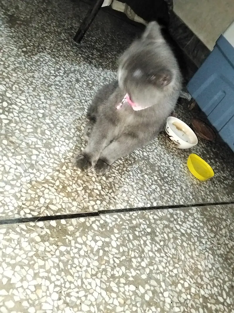 Persian cat — photo 5