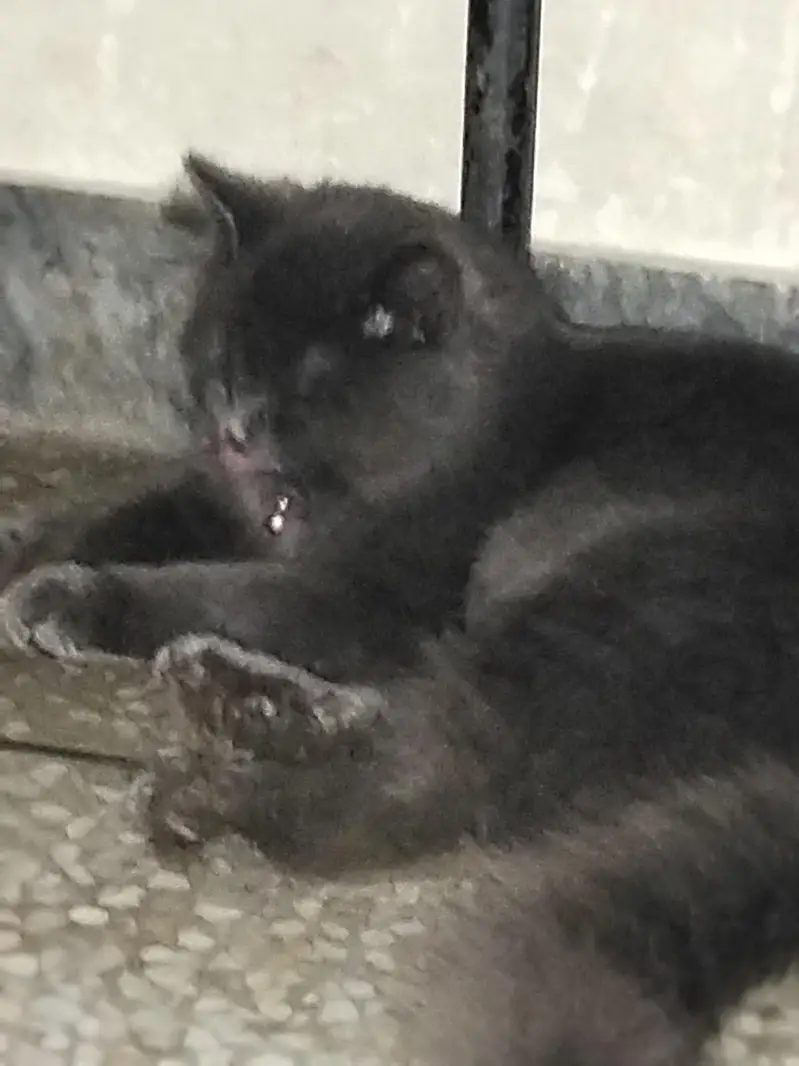 Persian cat — photo 6