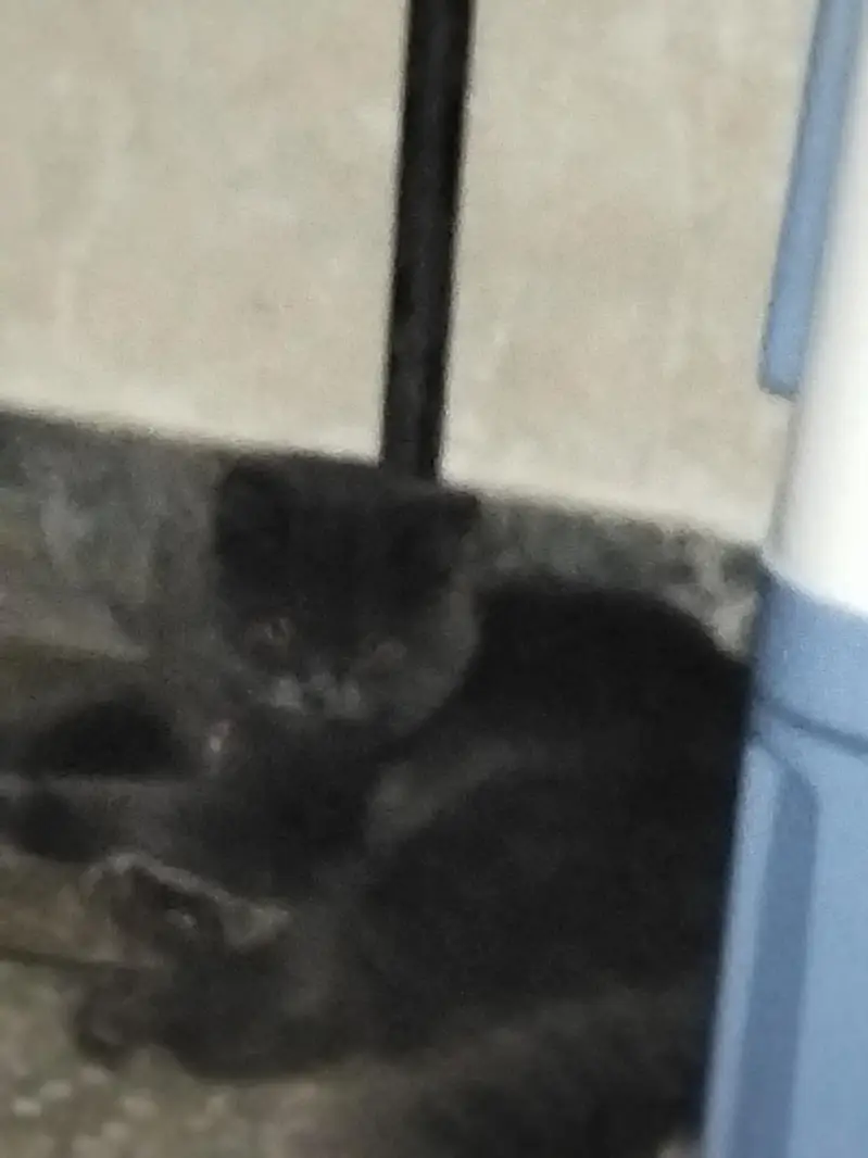 Persian cat — photo 7