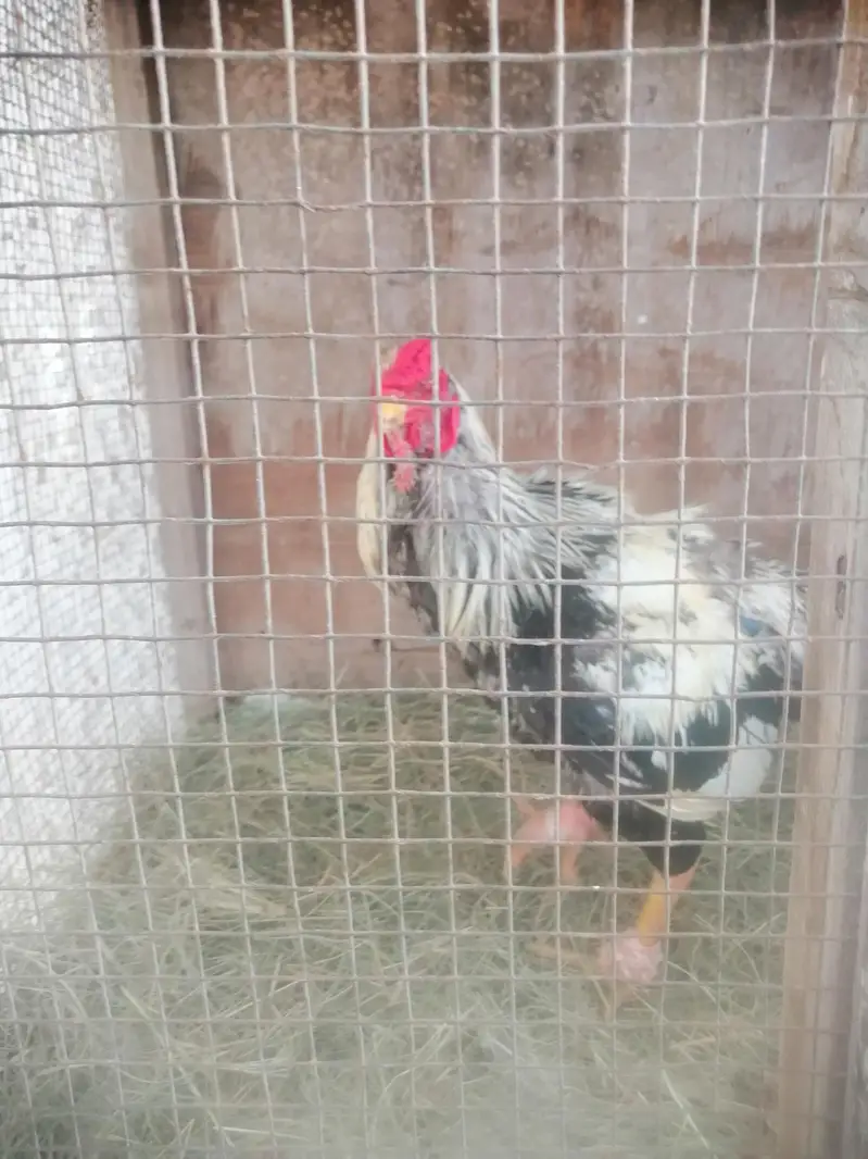 pure Aseel jawa murgaa for sale — photo 2