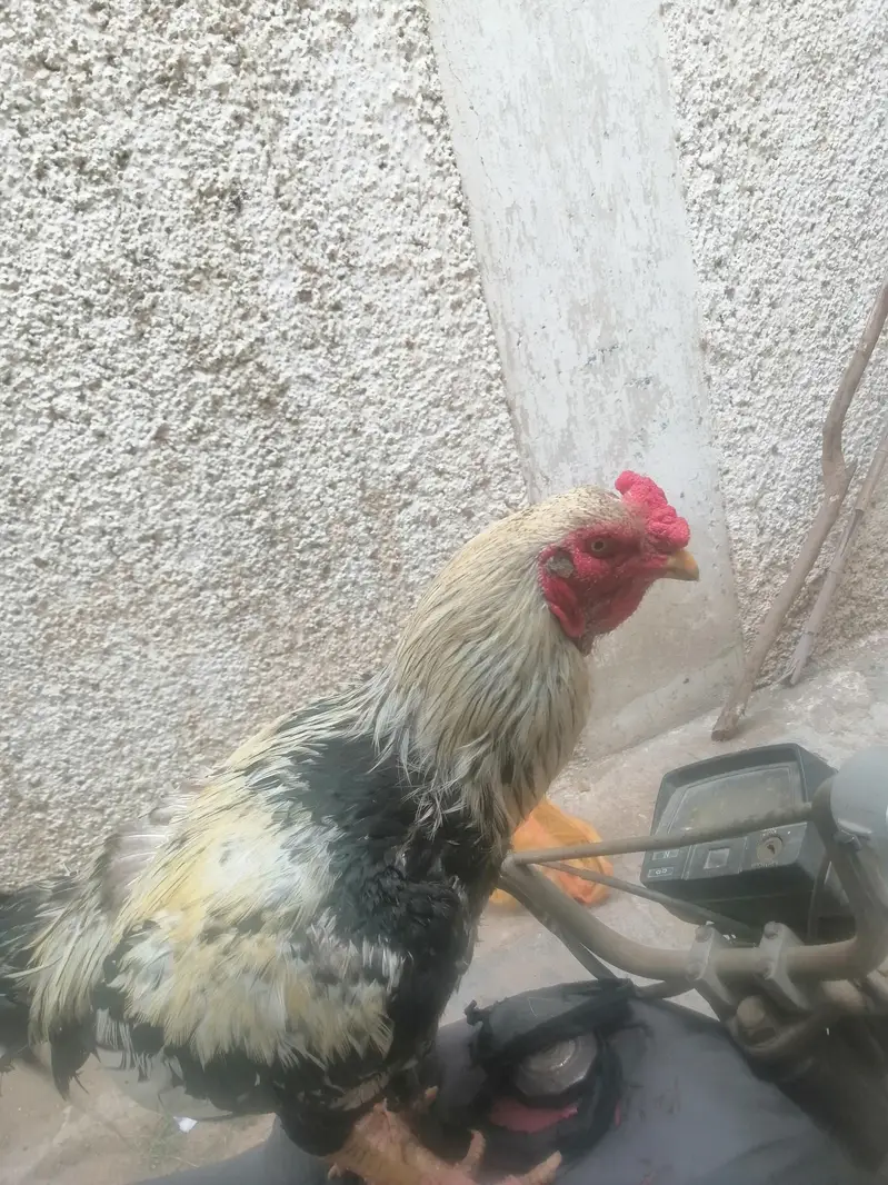 pure Aseel jawa murgaa for sale — photo 3