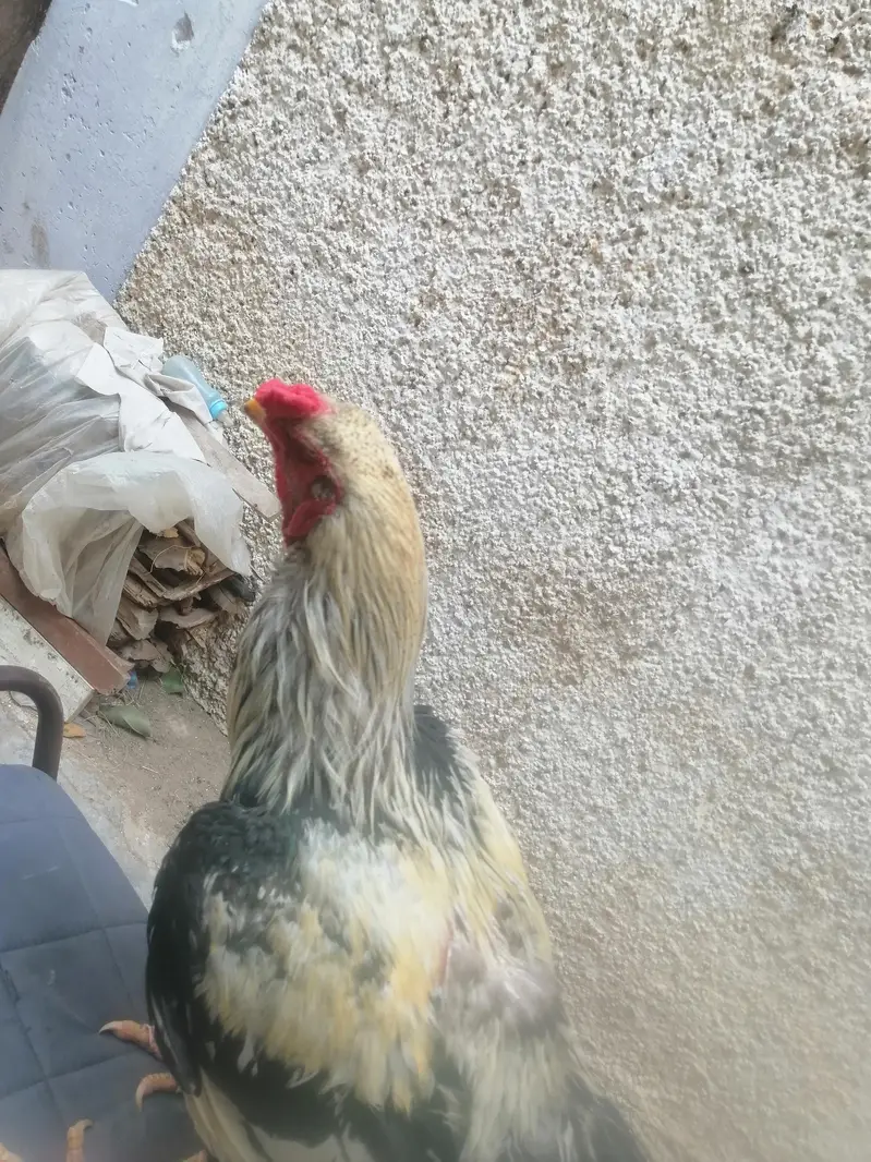 pure Aseel jawa murgaa for sale — photo 4