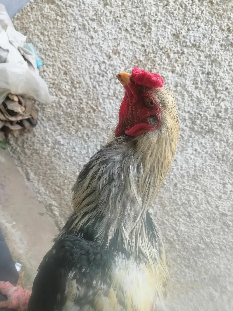 pure Aseel jawa murgaa for sale — photo 5