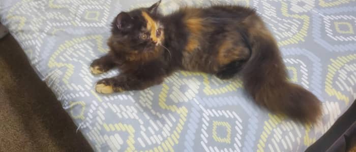 Persian female kitten 03012323563