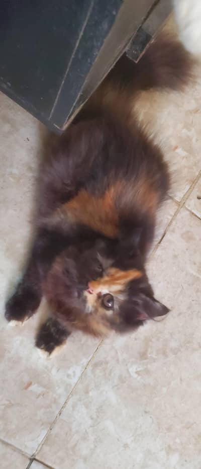 peki adult stud male cat